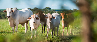 O impacto da COP26 no agronegócio nacional