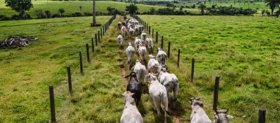 Mercado de Crédito de Carbono dá sinais de avanço na agropecuária brasileira