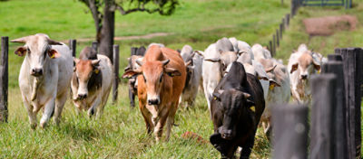 Carrefour vende carne sustentável e acessível