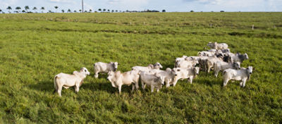 Corteva Agriscience™ destaca Plataforma-S em seu Relatório Global de Sustentabilidade