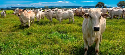 Orçamentação forrageira e a importância para a gestão da propriedade