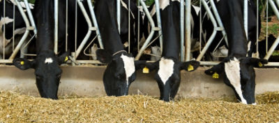 Várias vacas pretas e brancas se alimentando em um estábulo, presas em baias de alimentação sob um telhado de metal. As vacas estão em um ambiente controlado e organizado, ilustrando práticas de manejo sustentável e agricultura regenerativa. A cena demonstra a importância da nutrição adequada e do bem-estar animal na produção agrícola. Ao fundo, é possível ver um campo verde, indicando um ambiente rural.