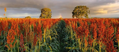 Híbridos de sorgo da Brevant® Sementes lideram preferência dos agricultores 