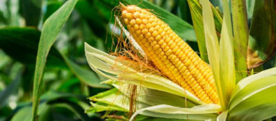 Ciclo do Milho: influência na escolha da semente ideal
