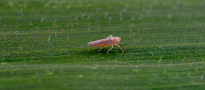 Imagem representando um vetor do enfezamento do milho para identificação dos produtores.