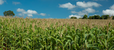 Lavoura de milho em Alfenas – MG