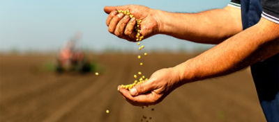 A soja é o grão mais produzido e mais exportado do Brasil.