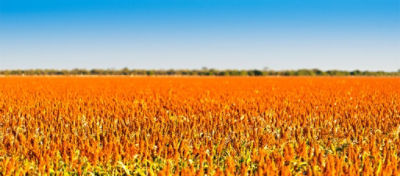 Lavoura de sorgo em desenvolvimento no campo.