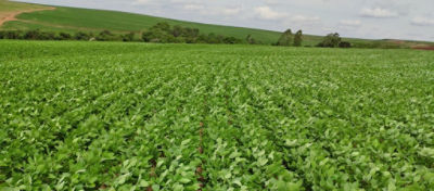 Lavoura de soja em desenvolvimento inicial.