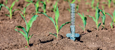 Efeitos do estresse hídrico na produção de milho e soja