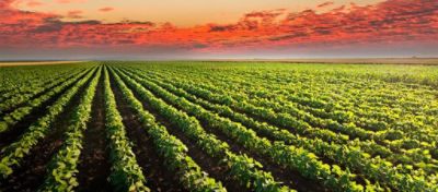 Campo de soja em ótimas condições de desenvolvimento vegetativo.