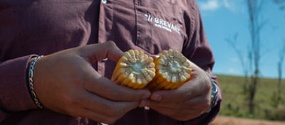 RC Brevant Sementes com duas espigas de milho na mão.