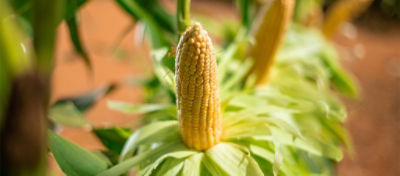 Saiba como evitar falhas na granação de espigas causadas pelo estresse hídrico 