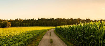 Cultivo de soja (à esquerda) e milho (à direita) separados por uma estrada de terra.