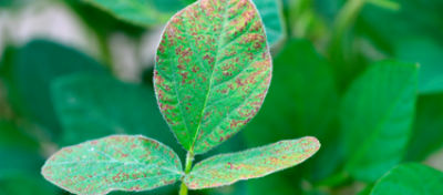 Imagem de pustulas de ferrugem-asiática da soja.