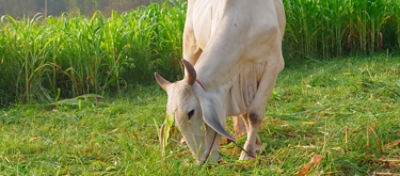 Sistema de integração lavoura-pecuária - ILP