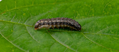 Imagem de uma lagarta da praga Spodoptera frugiperda.