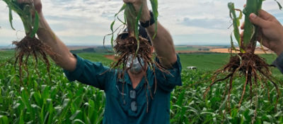 Da esquerda para direita: 1) raiz do milho com tratamento de sementes padrão do mercado; 2) raiz do milho com tratamento padrão + Lumialza™; e 3) raiz do milho com tratamento padrão + Lumialza™ + Lumidapt™ Valta. Lavoura em Guarapuava (PR) – divulgação Corteva Agriscience.