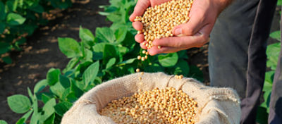 Como funciona o mercado de soja