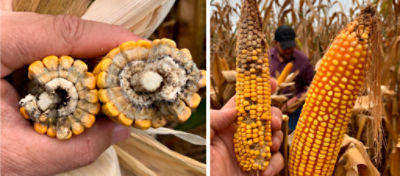 Milho: estratégias de manejo para evitar a doença da espiga