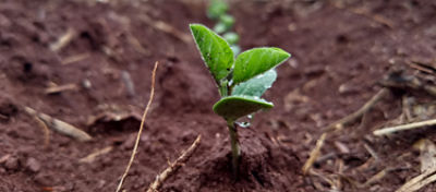 Brevant® Sementes lança Lumialza™, um nematicida biológico que protege o cultivo de soja e milho desde o início