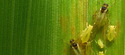 Pulgão-verde em planta 