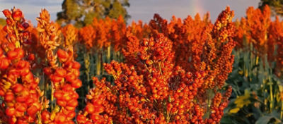 Saiba o que é sorgo, o quinto cereal mais produzido no mundo