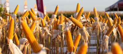 Brasil, Estados Unidos e a dinâmica de preços no mercado de milho e soja