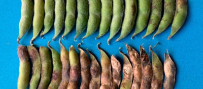 Podridão das vagens de soja – Safra 2022/23