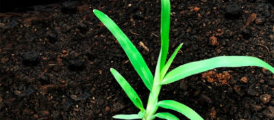 Capim pé-de-galinha.