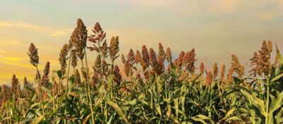Pulgão Amarelo no Sorgo