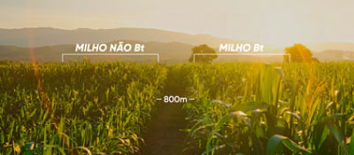 Refúgio Estruturado Efetivo: aliado importante para a preservação da tecnologia Bt 