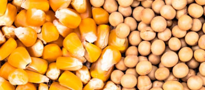 Rentabilidade da Soja e Milho Segunda Safra em Mato Grosso, Paraná e Goiás 