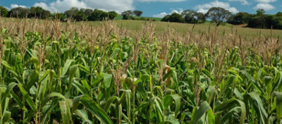 Rotação de culturas alia produtividade e conservação do solo