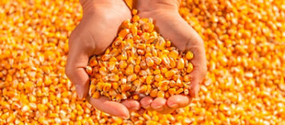 Mãos segurando milho