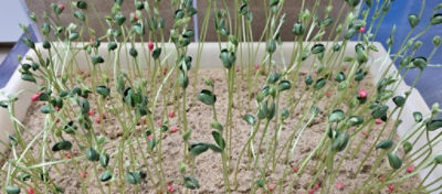 Teste de velocidade de emergência