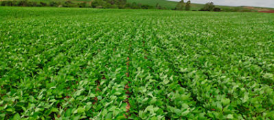 Imagem de uma lavoura de soja em fase de desenvolvimento.