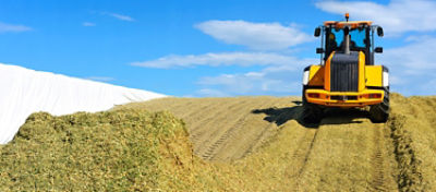 Artigo Blog Boa Silagem