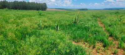 Capim-pé-de-galinha na lavoura