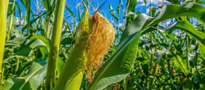 Dentro de um milharal. Uma jovem espiga de milho entre as plantas, céu azul. A colheita está amadurecendo