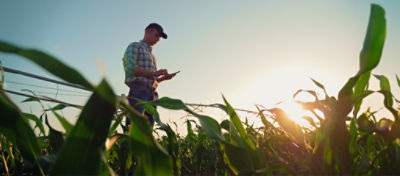 Jovem agricultor trabalhando em um milharal, inspecionando e ajustando o sistema de aspersão de pivô do centro de irrigação no smartphone.