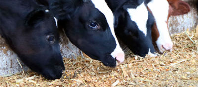 Bezerros comendo silagem no celeiro