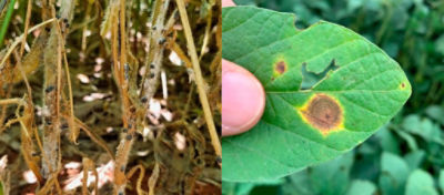 doença na cultura da soja