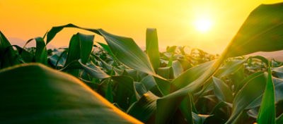 Artigo Expectativas para o milho de segunda safra