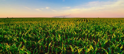 Nas imagens, duas perspectivas de lavouras de milho em fase de desenvolvimento
