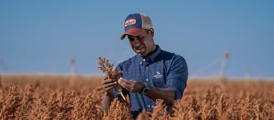 agricultor segurando planta de sorgo