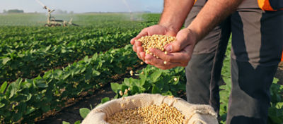 Produtor segurando sementes de soja em lavoura