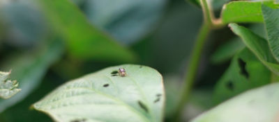 Folíolo de soja sendo atacado por Diabrotica speciosa