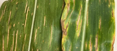 Descubra os aspectos biológicos e estratégias eficazes para o controle da mancha-de-bipolaris no milho.