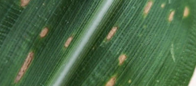 Mancha foliar no milho